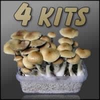 Buy 4 Magic mushroom growkits